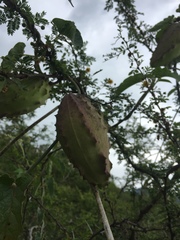 Gonolobus grandiflorus