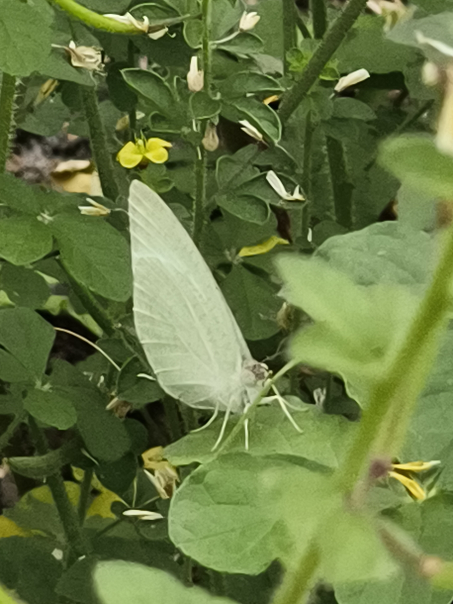 Mottled Emigrant