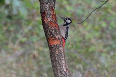 Dendrocopos major harterti