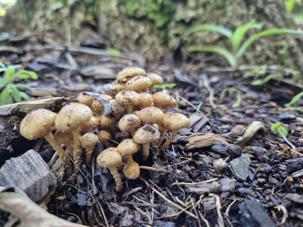 Pholiota subflammans · June 2025 · photo: © rempson (iNaturalist, cc-by)
