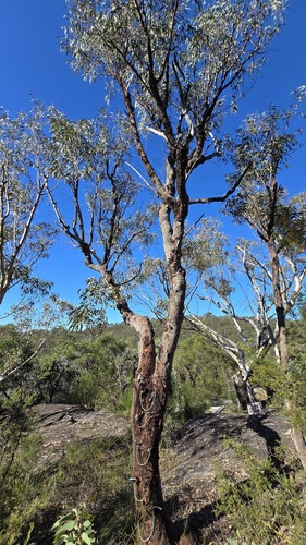 Scaly Bark (Eucalyptus squamosa)