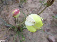 Cyanella alba flavescens