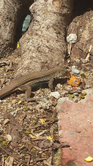 Pholidoscelis chrysolaemus