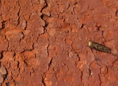 Blastobasis adustella