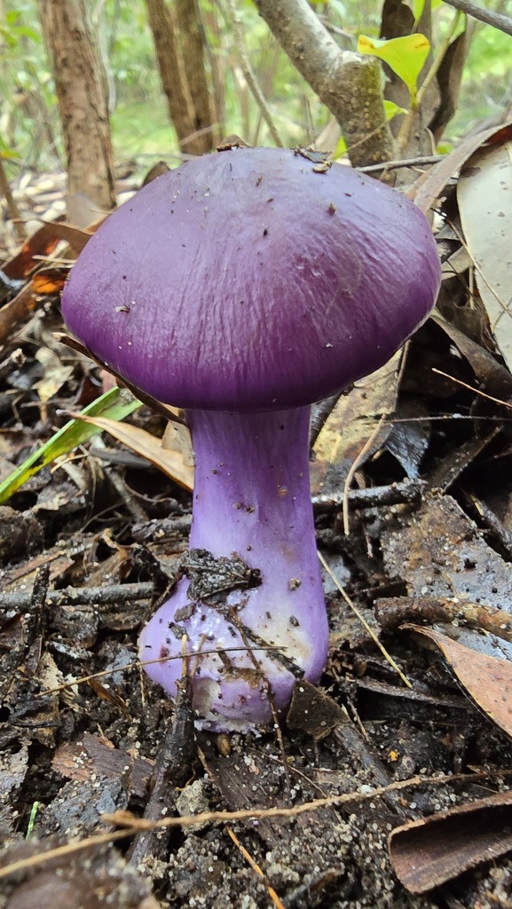 Cortinarius archeri · June 2025 · photo: © xanthosia (iNaturalist, cc-by)