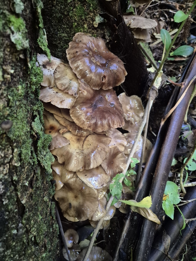 Armillaria novae-zelandiae · June 2025 · photo: © rempson (iNaturalist, cc-by)