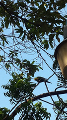 Psittacara chloropterus