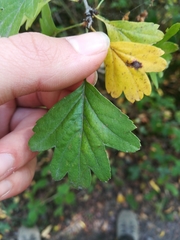 Crataegus monogyna