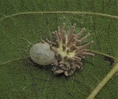 Gibellula leiopus
