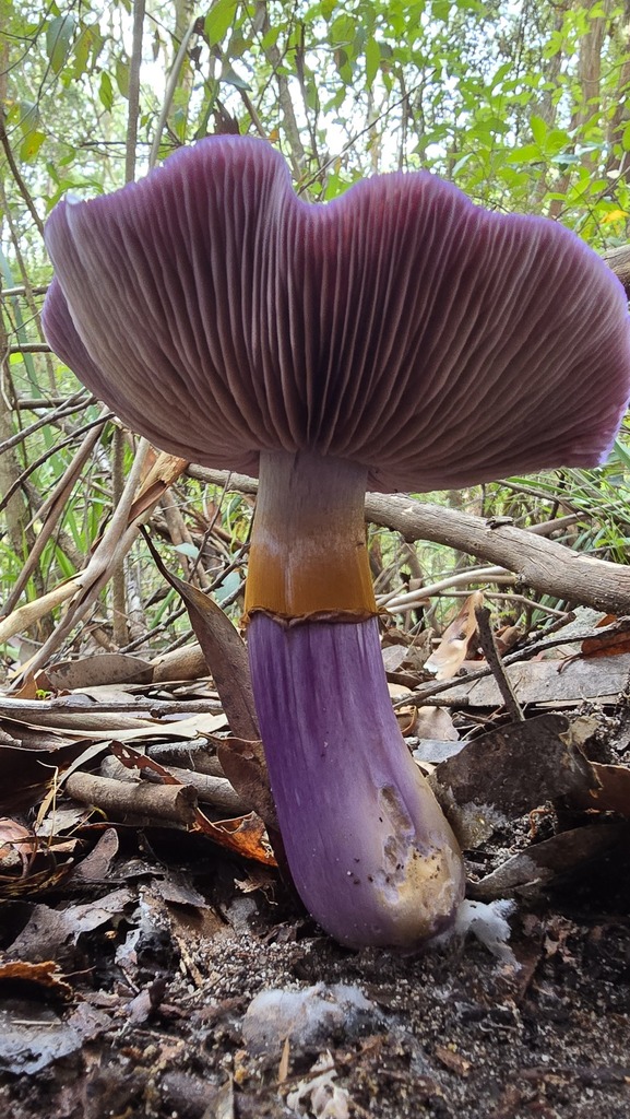 Cortinarius archeri · June 2025 · photo: © xanthosia (iNaturalist, cc-by)