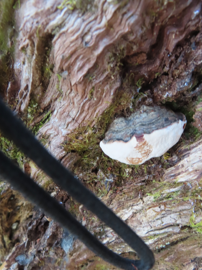 Ganoderma australe · February 2025 · photo: © eric-schmitty (iNaturalist, cc-by)