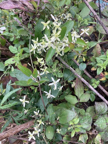 Clematis chinensis, photograph 2