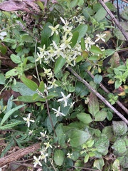 Clematis chinensis, photograph Zheng-An Wang, CC BY, iNaturalist via GBIF