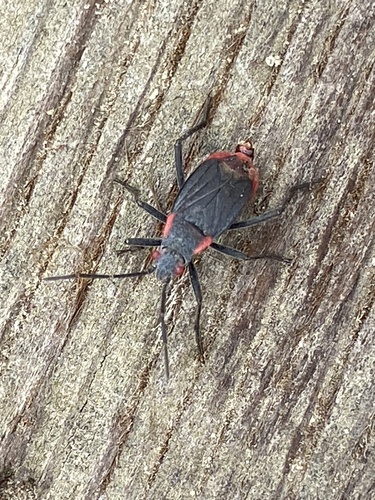 iNaturalist observation photo of Red-shouldered Bug