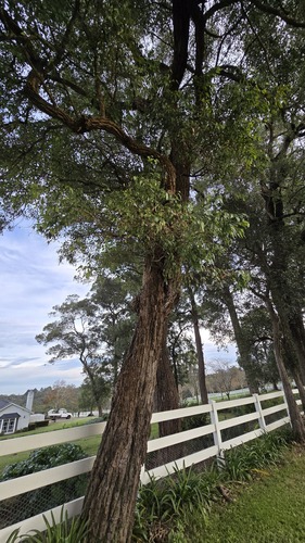 Gray Ironbark (Eucalyptus paniculata)