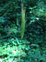 Hordelymus europaeus