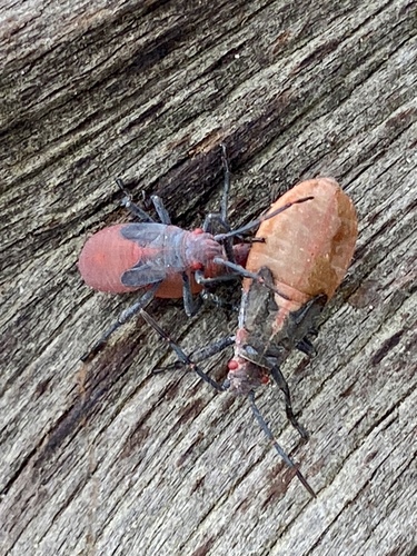 iNaturalist observation photo of Red-shouldered Bug