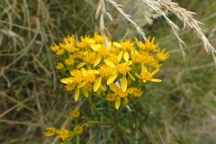 Jacobaea adonidifolia