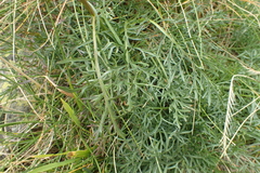 Jacobaea adonidifolia