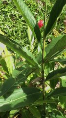 Alpinia purpurata