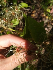 Clematis vitalba