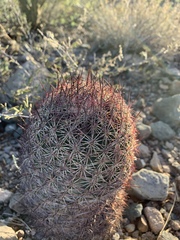 Echinomastus erectocentrus erectocentrus