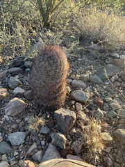 Echinomastus erectocentrus erectocentrus