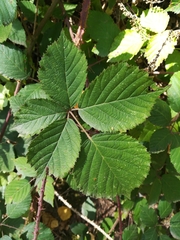 Rubus
