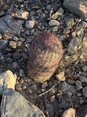 Echinomastus erectocentrus erectocentrus