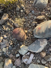 Echinomastus erectocentrus erectocentrus