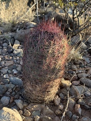 Echinomastus erectocentrus erectocentrus