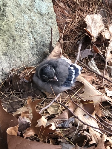 Blue Jay photographed in Massachusetts