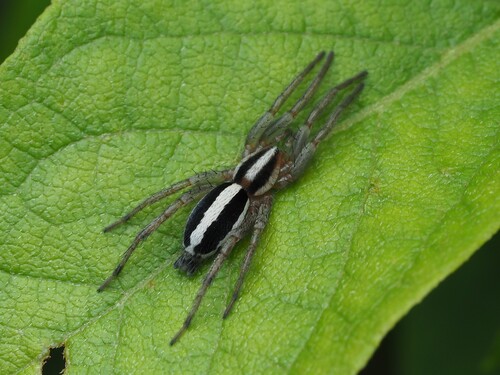Two-lined Stealthy Ground Spider photo 2