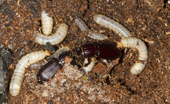 Aulacocyclus