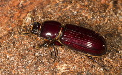 Aulacocyclus
