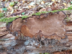 Phellopilus nigrolimitatus