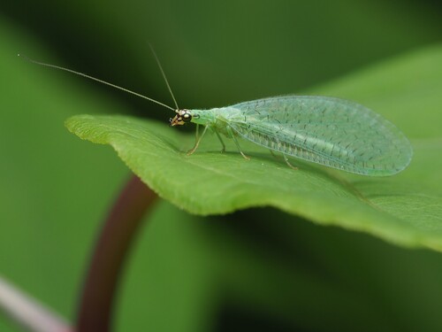 Golden-eyed Lacewing photo 5