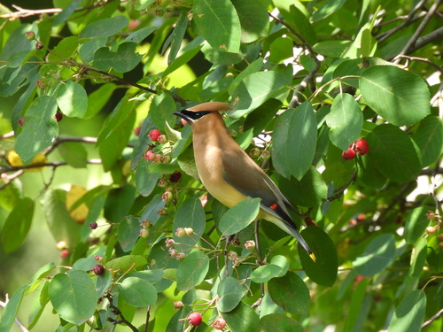 Cedar Waxwing photographed in New York