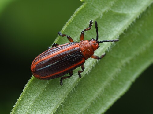 Goldenrod Leafminer photo 5