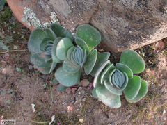 Crassula tomentosa