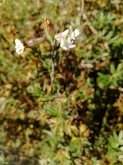 Silene repens