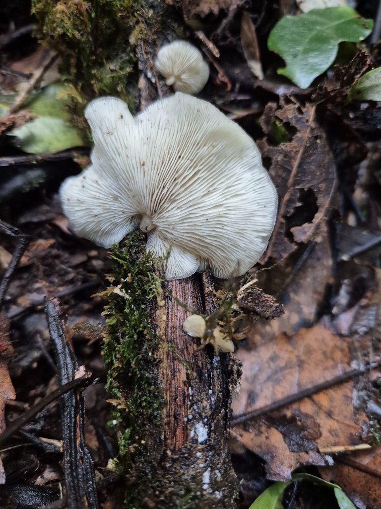 Conchomyces bursiformis · June 2025 · photo: © rempson (iNaturalist, cc-by)