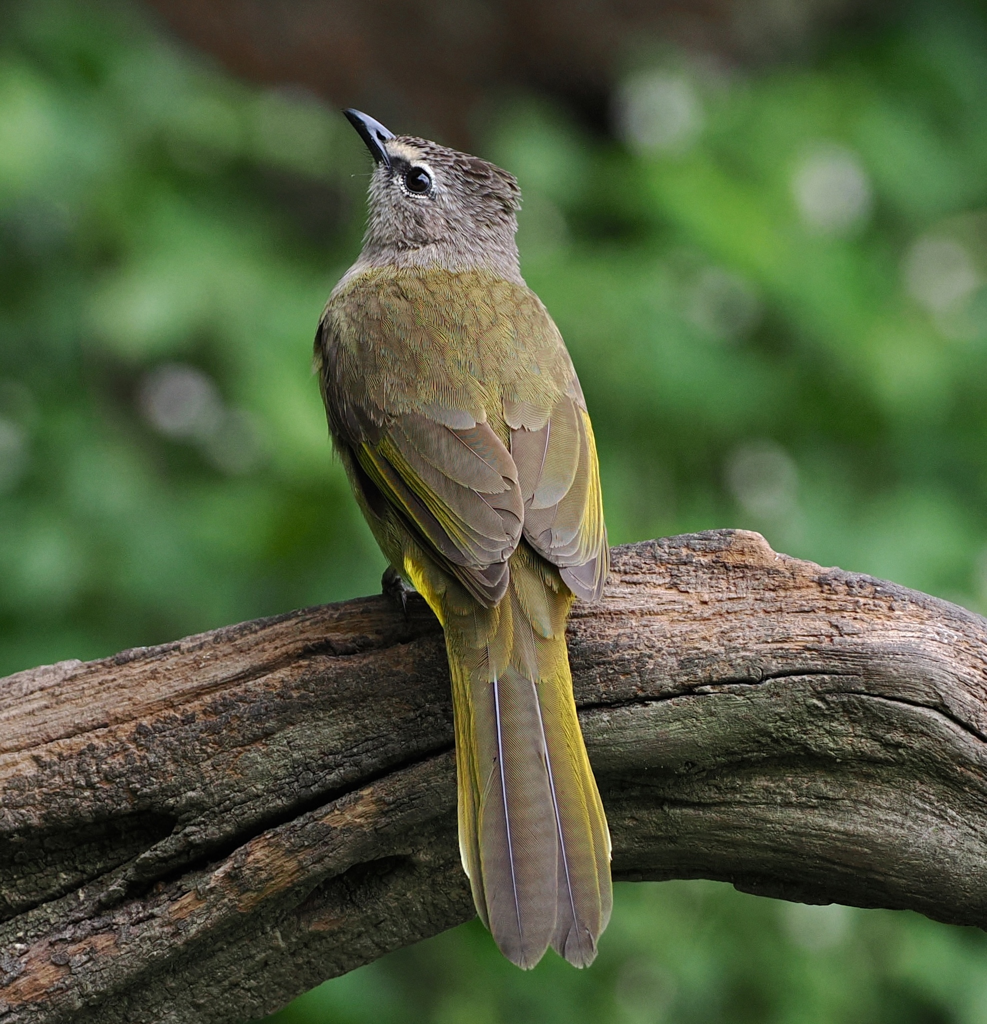 Flavescent Bulbul