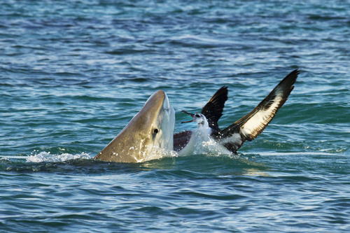 Tiger Shark, photo 8 of 9