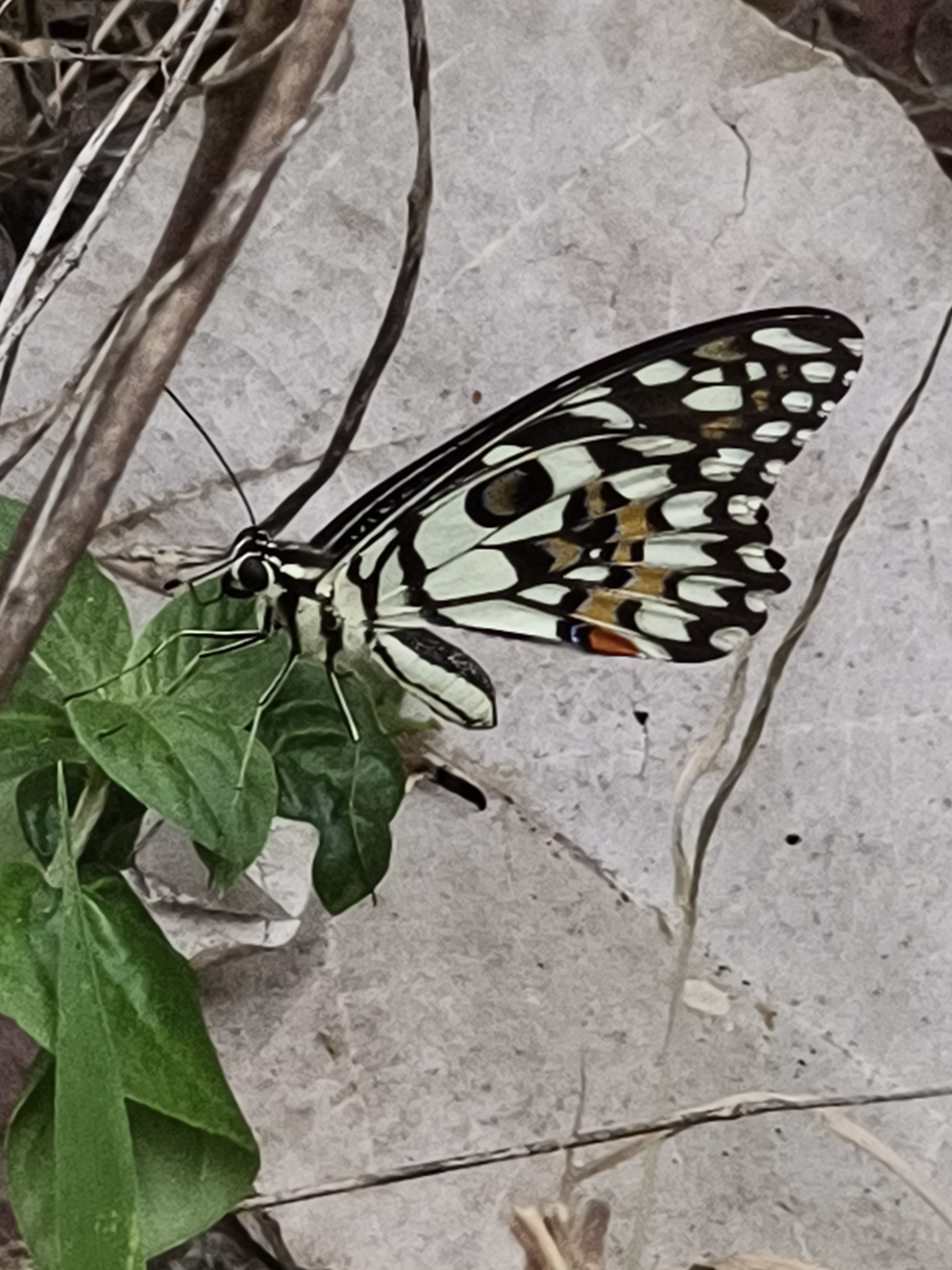 Lime Swallowtail