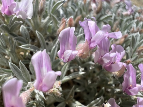 Barr's Milkvetch (Astragalus barrii)