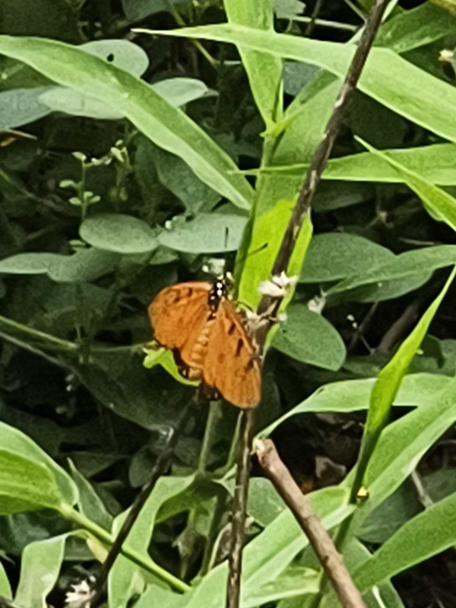 Tawny Coster