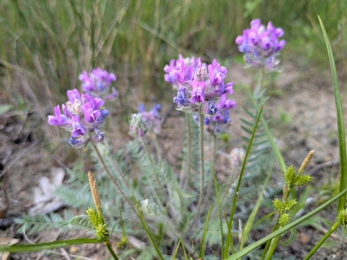 Oxytropis campestris var. chartacea