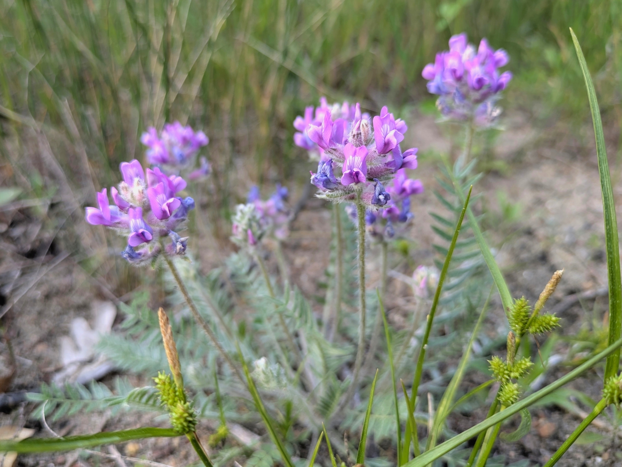 Oxytropis campestris var. chartacea
