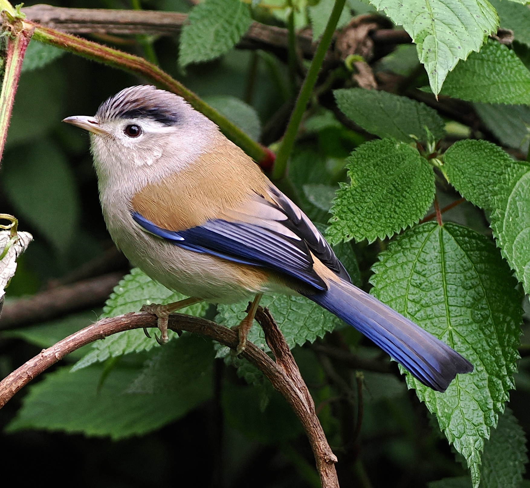 Blue-winged Minla